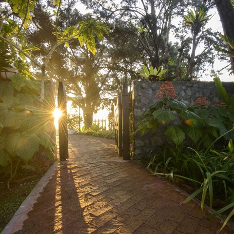 tropical garden during sunrise