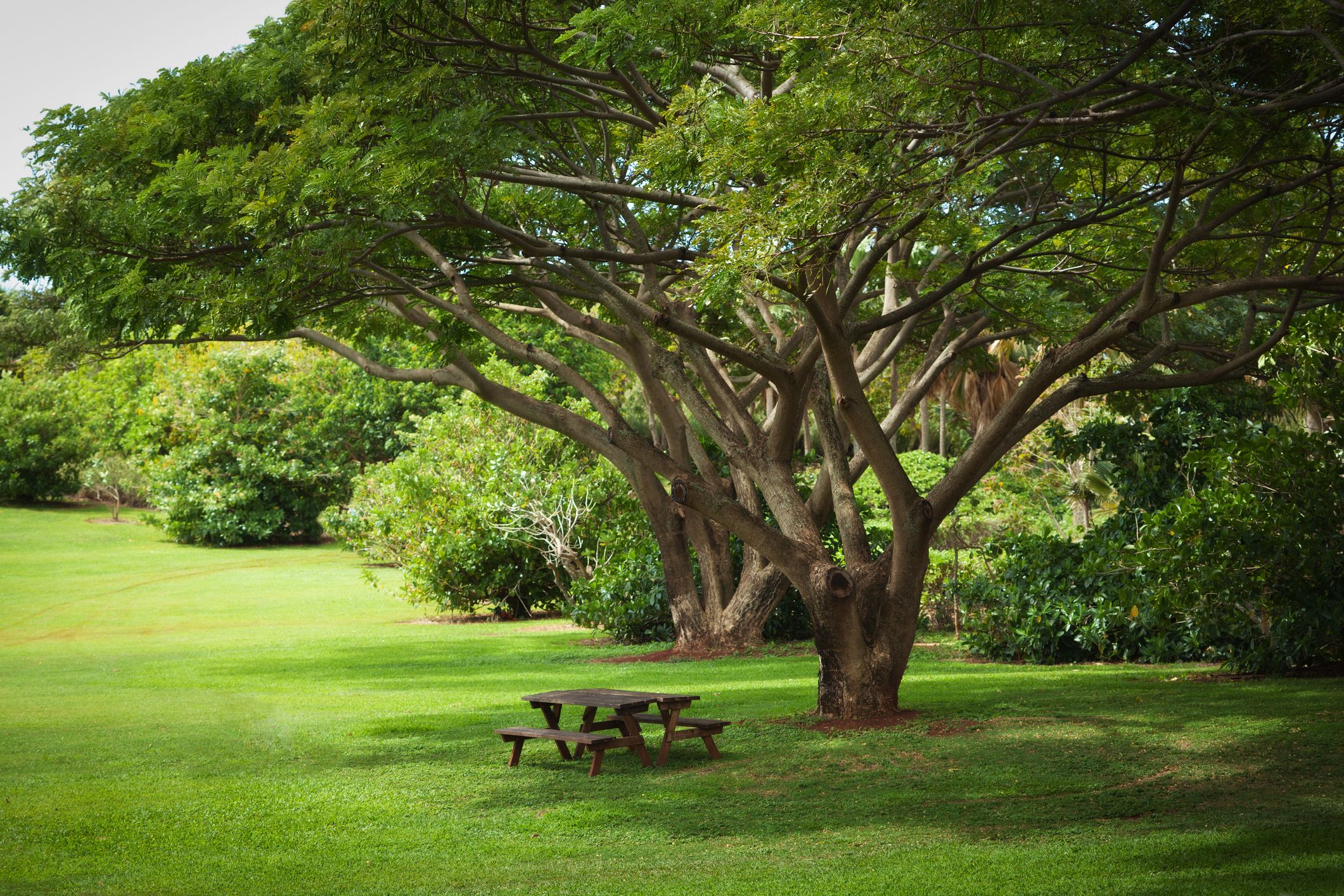13 Fast-growing Shade Trees for Dappled Sunlight Where You Want It