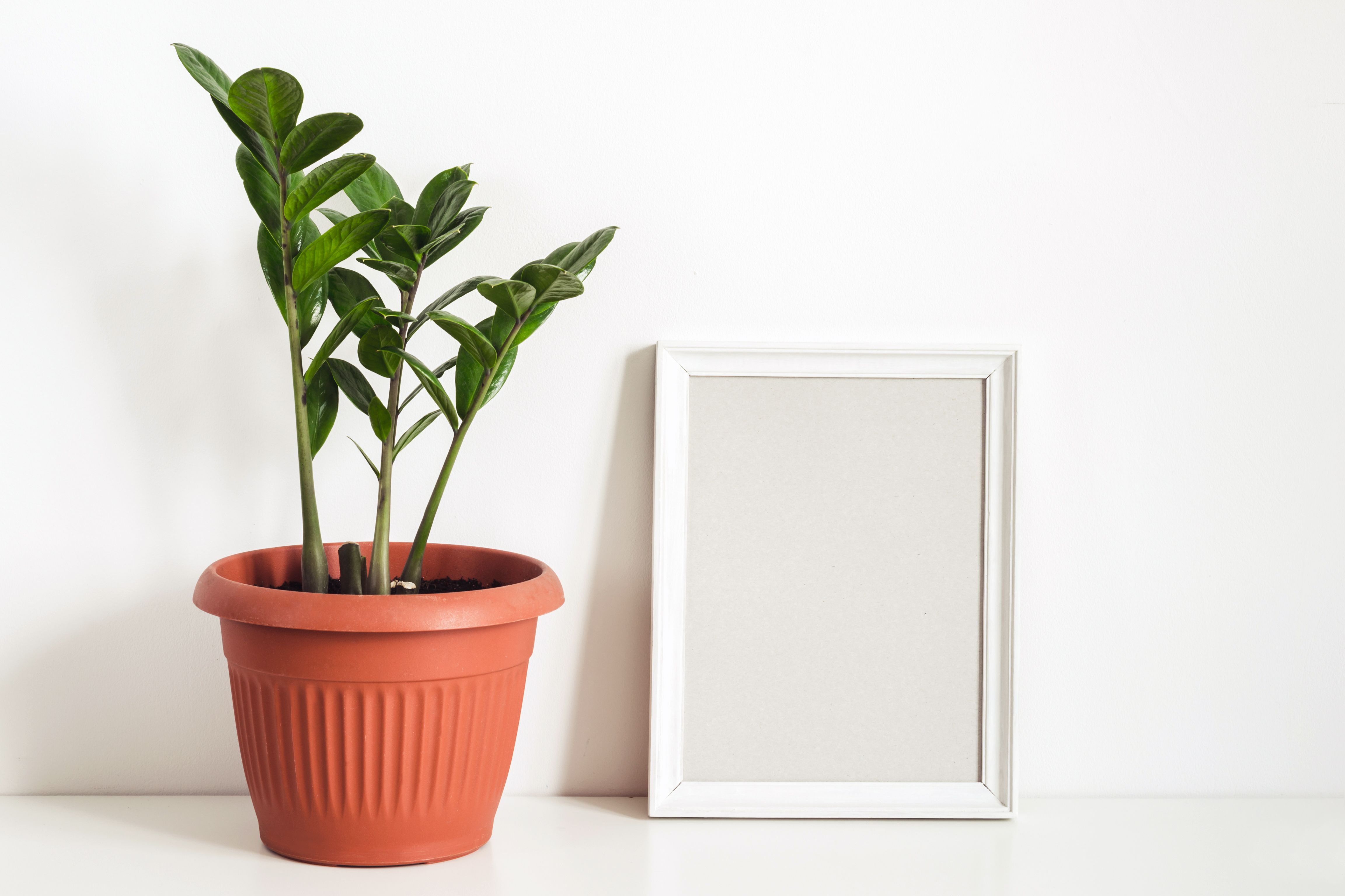 12 Best Office Plants For 2022 Plants That Will Thrive On Your Desk   Tropical Potted Plant Zamioculcas And Empty Photo Royalty Free Image 1140488364 1566844872 