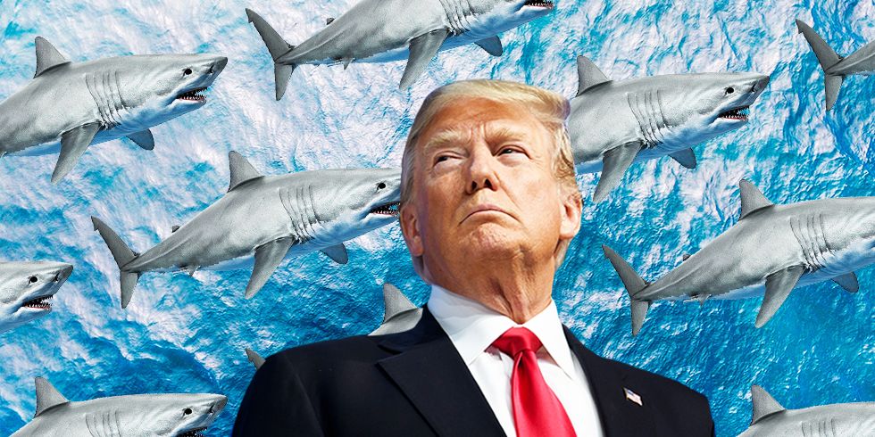 Shark Charities Are Suddenly Getting Donations In Donald Trump's Name