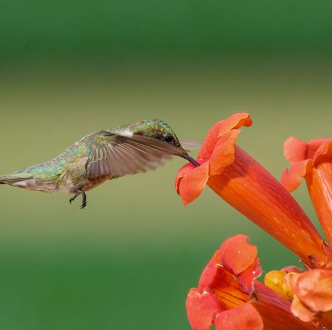 Estas son las plantas más atractivas para los colibríes