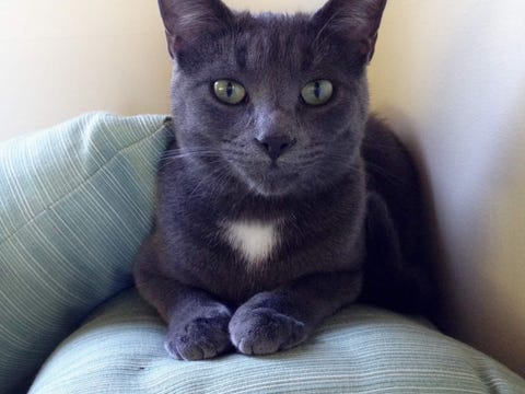 You Can Stay In This Mid Century Los Angeles Home For Free Trustedhousesitters Mid Century Los Angeles Home Pet Sitting Two Cats