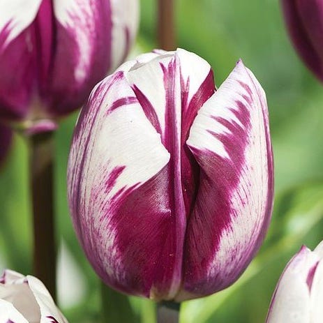 Tulpe 'Blueberry Ripple''Blueberry Ripple'