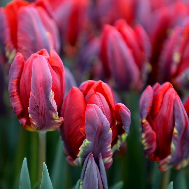 Tulipa 'Rococo' Papageien-Tulpenzwiebeln'Rococo'parrot tulip bulbs