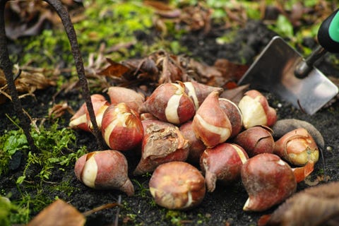 preparation for spring season in garden, pink tulips and yellow daffodils bulbs, flowerbed in march or april