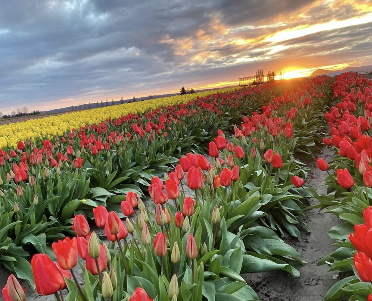 Tour The 2020 Skagit Valley Tulip Festival On Facebook And Instagram