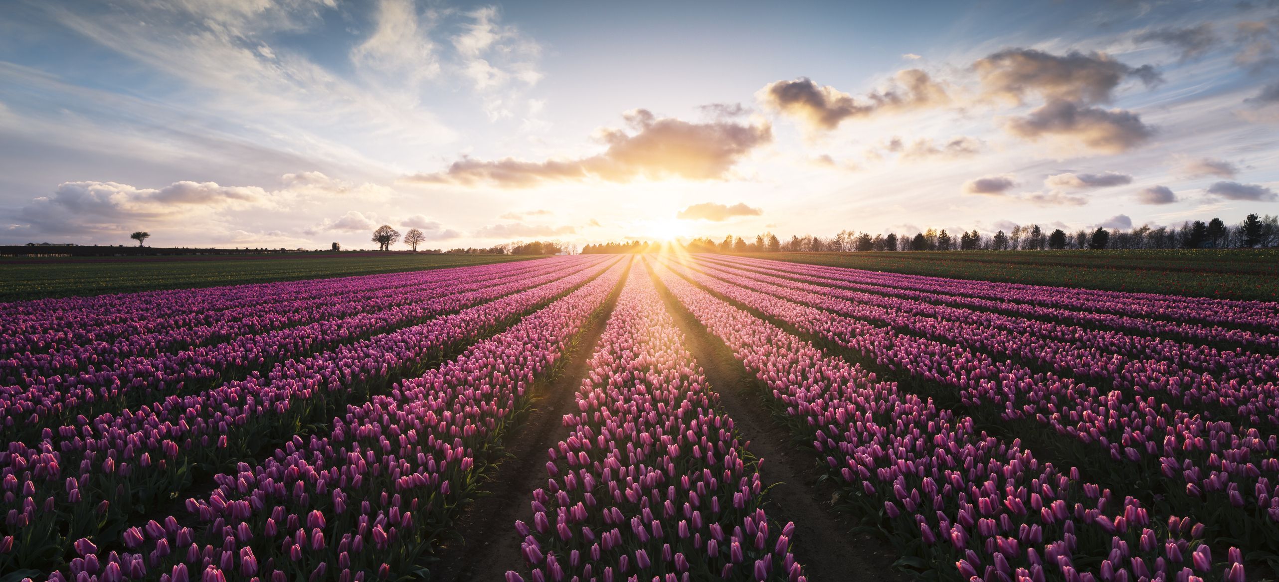 Flower Fields Near Me The Best Uk Locations To See Flowers