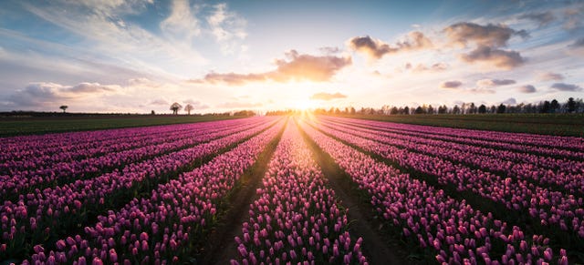 Collection 104+ Pictures flower fields to take pictures near me Full HD, 2k, 4k