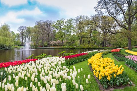 Amsterdam cruise - Tulip flower bulb field in the garden, Panorama spring season in Amsterdam Netherlands