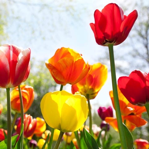 How To Plant Tulips How To Care For Tulips How To Plant Tulips How To Care For Tulips