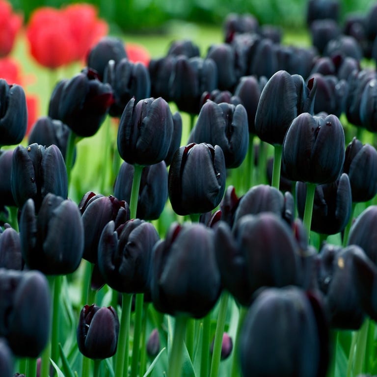 Tulipa 'Cafe Noir''Cafe Noir'