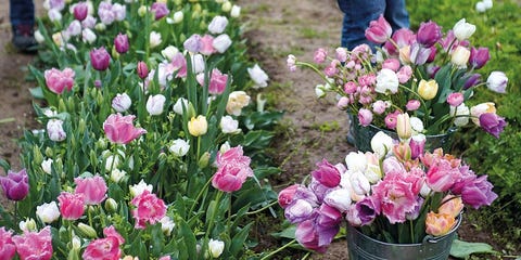 Tulipanes tulipanes