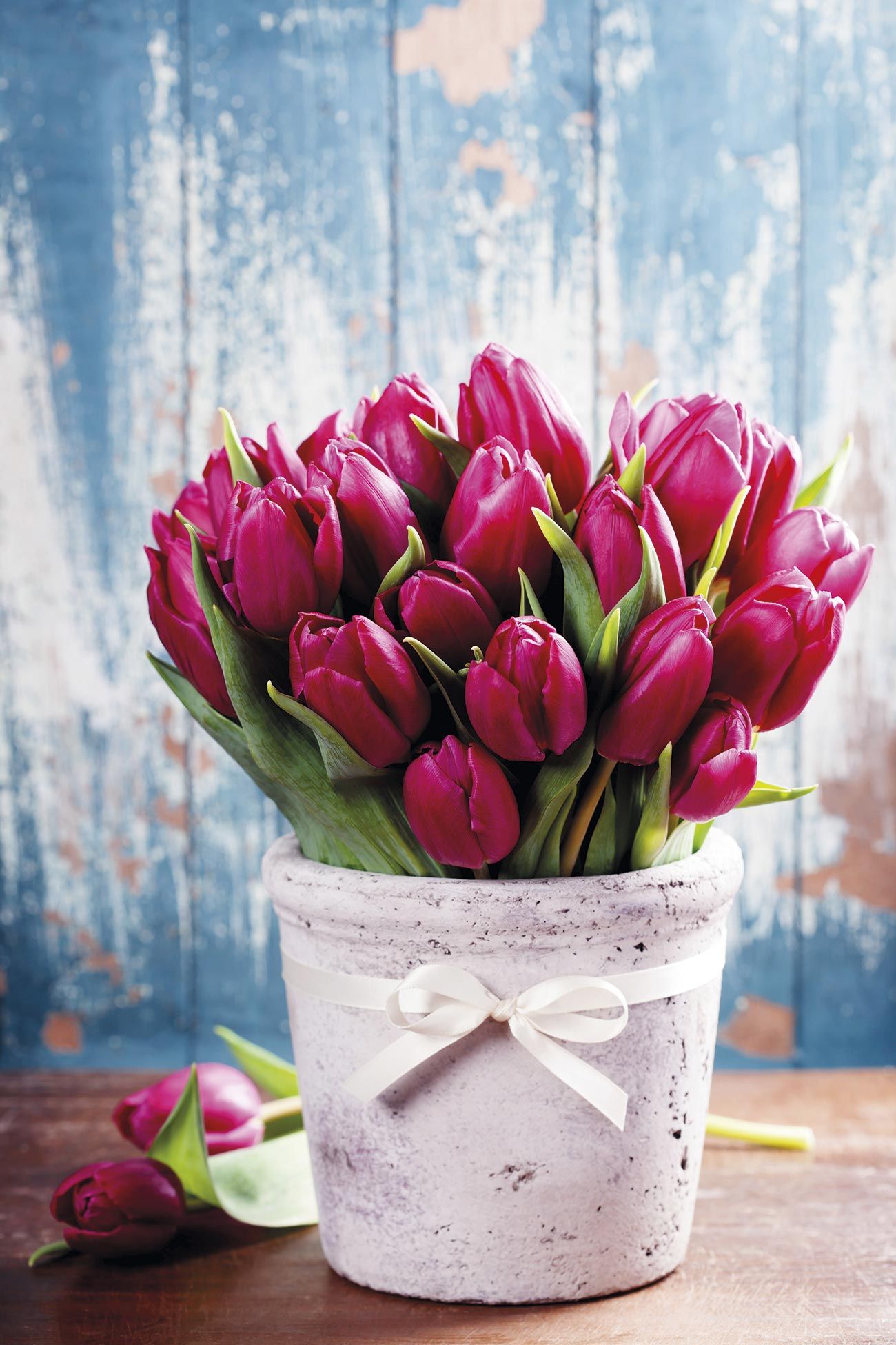 Tulipanes: características, riego, cuidados, decoración