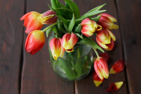 How To Stop Tulips From Drooping How To Perk Up Tulip Flowers