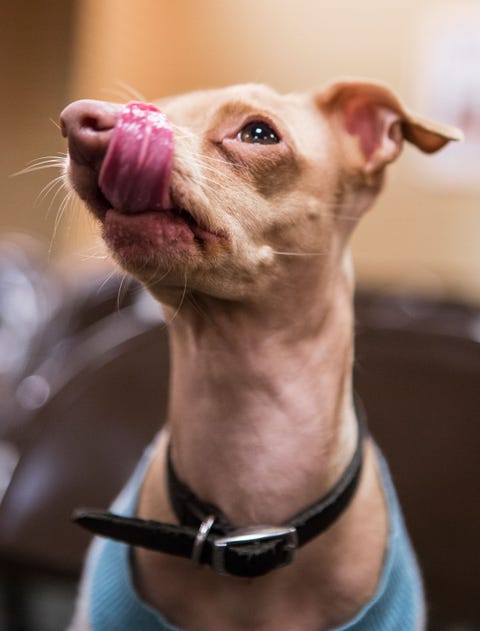 Cute Dog Pictures - Tuna