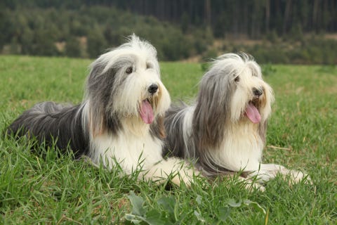 8 Shaggy Dog Breeds With Long Hair 8 Shaggy Dog Breeds With Long Hair