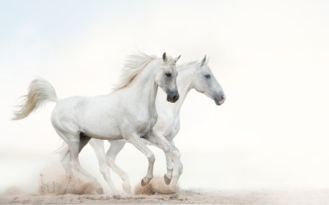 Two beautiful snowy white horses running