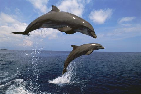 Two Bottlenose Dolphins Leaping from the Water