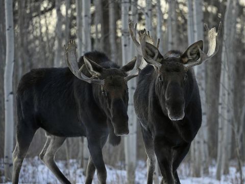 Bull moose spar in snow in Colorado