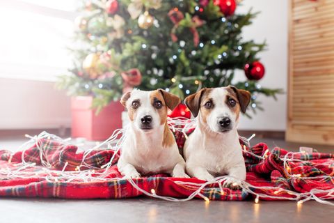 Two dogs near christmas tree