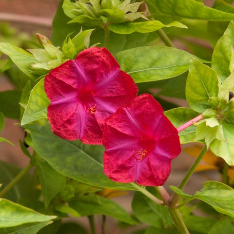 The Best Patio Plants To Make Your Home Look Even Happier The Best Patio Plants To Make Your Home Look Even Happier