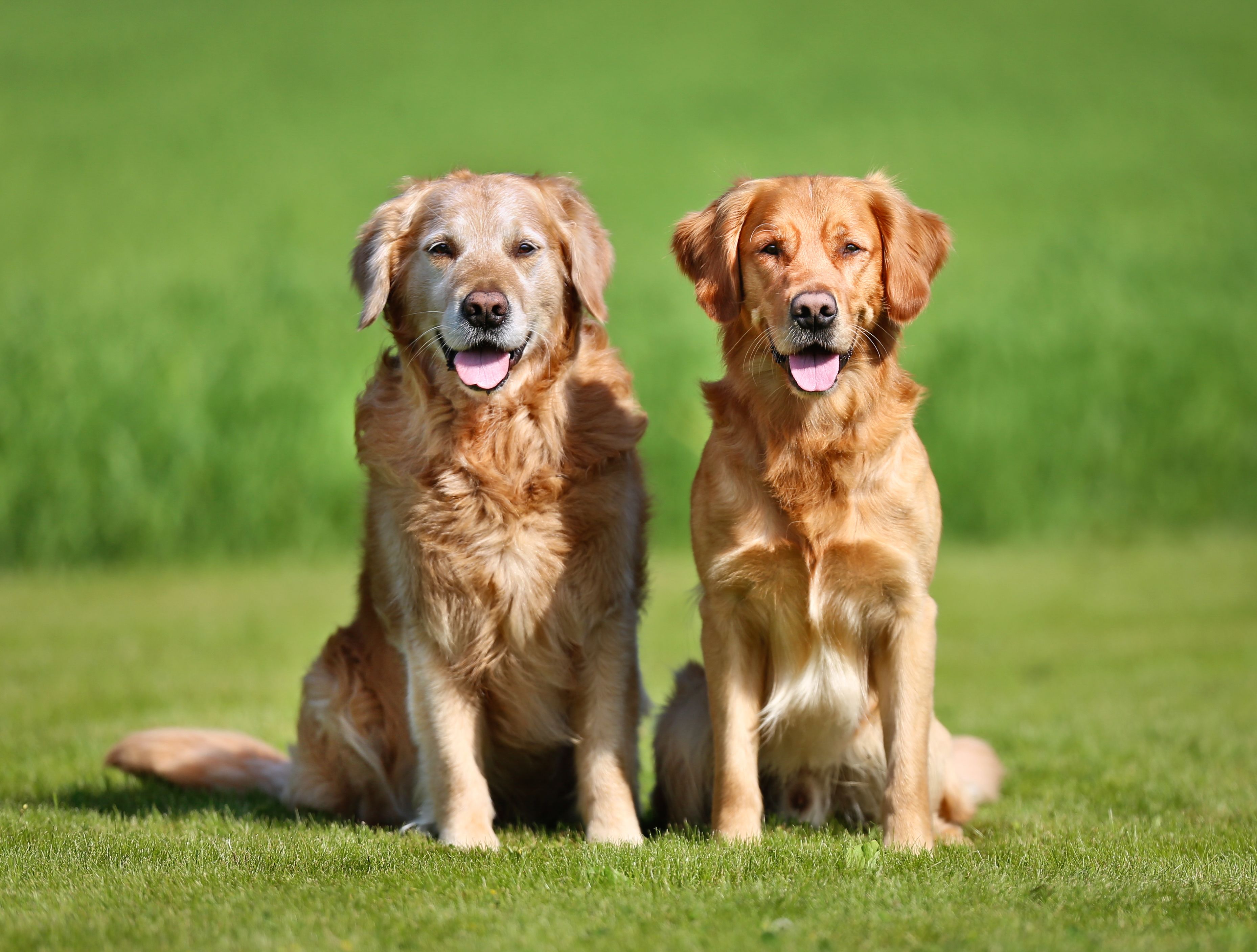 Get Paid 32 000 To Look After 2 Golden Retrievers In Kensington