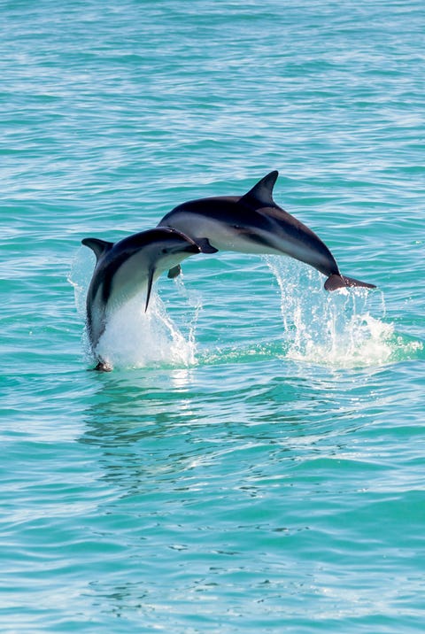 16 Endangered Marine Animals Endangered Species Day 16 Endangered Marine Animals Endangered Species Day