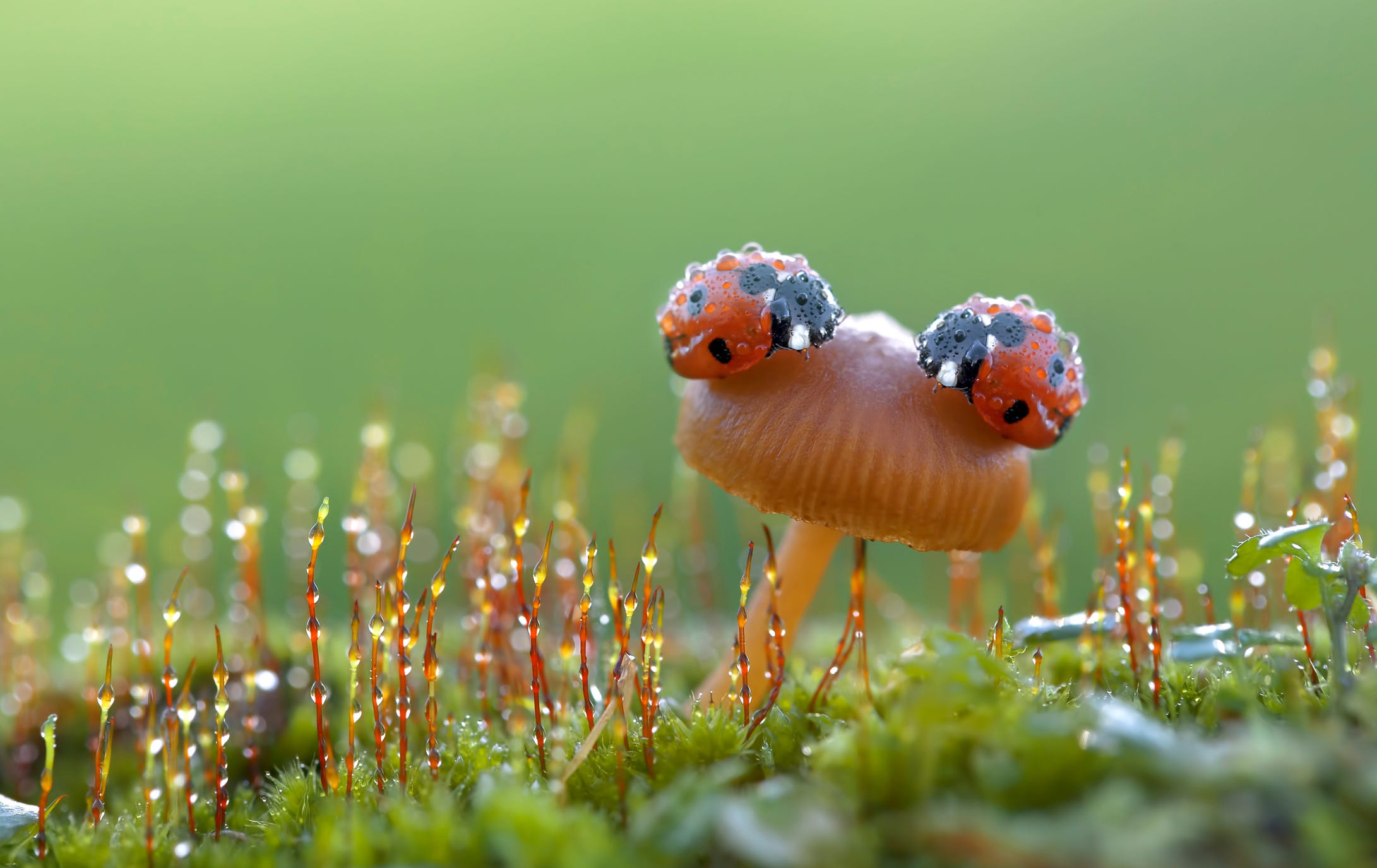What Does It Really Mean When You See A Ladybug?