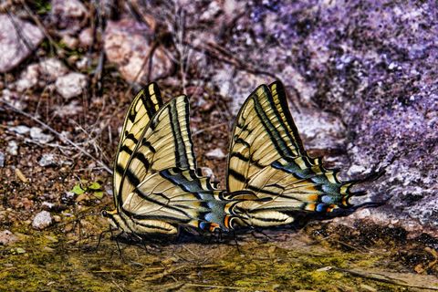 two tailed swallowtail butterfly