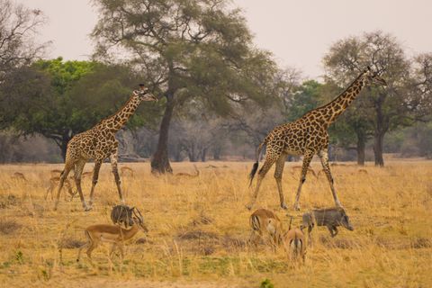 Two giraffes and impalas thronicroft and guard dogs in Luangwa Park in Zambia