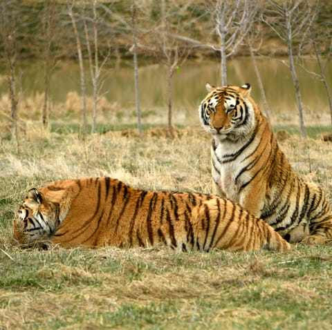 Tigers rescued from Joe Exotic aka The Tiger King Joe Tigers rescued from Joe Exotic aka The Tiger King Joe