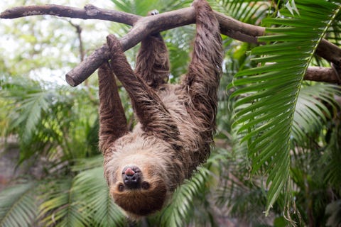 Fun Facts About Sloths — 14 Sloth Facts