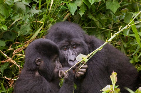 Two young mountain gorillas (Gorilla gorilla beringei) feeding