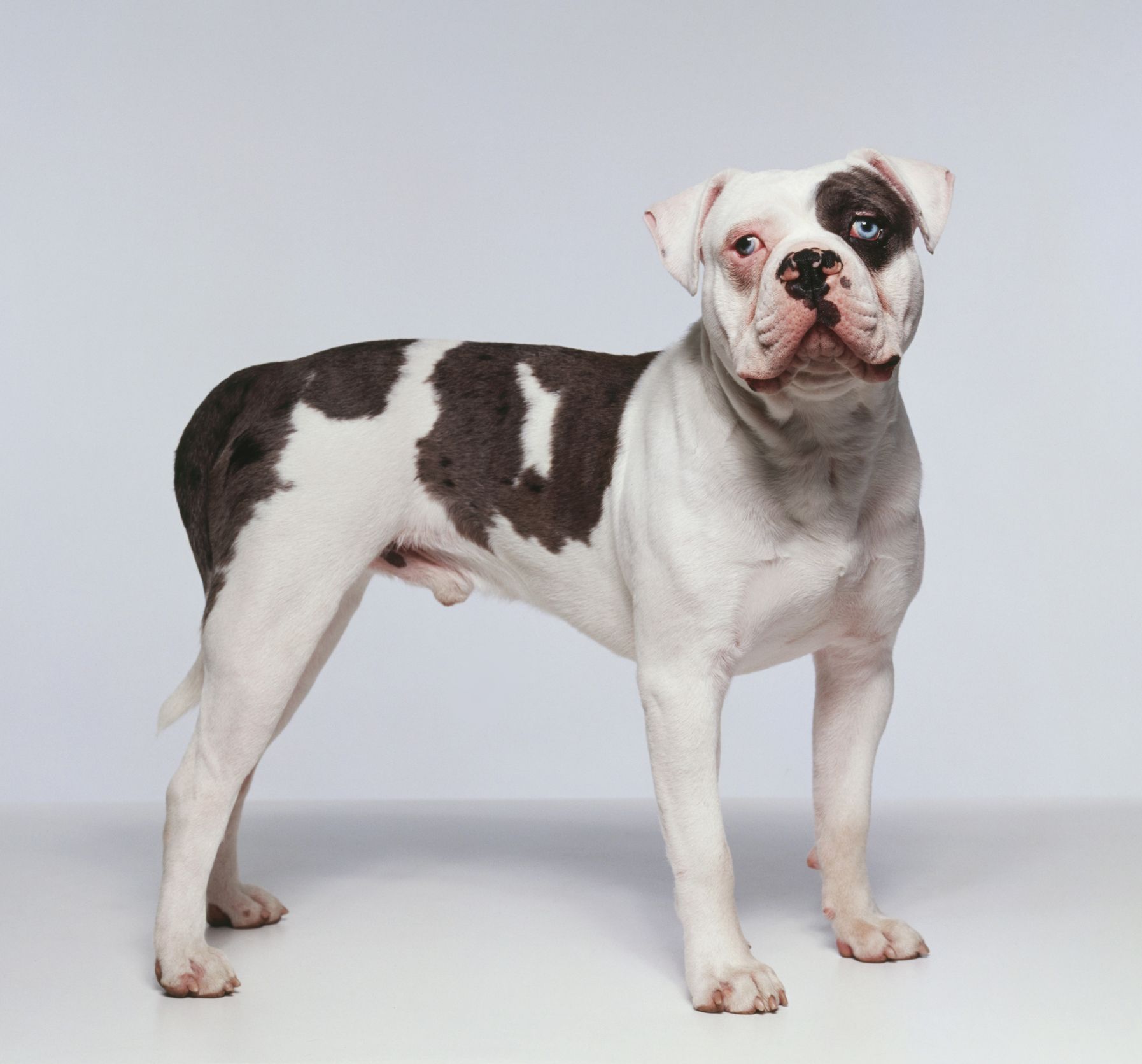 9 Types Of Bulldogs American French English And More