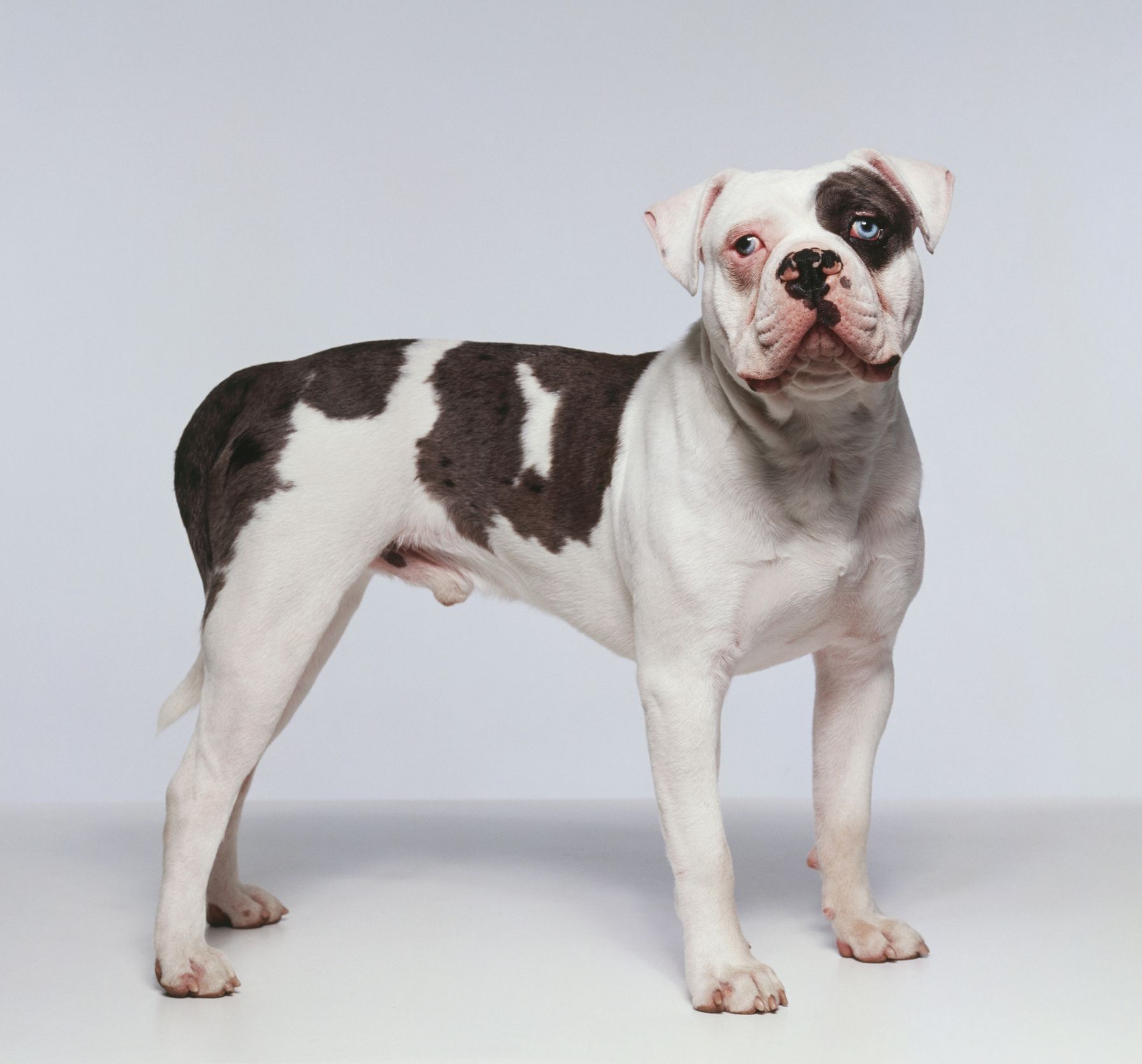 bulldog breeds