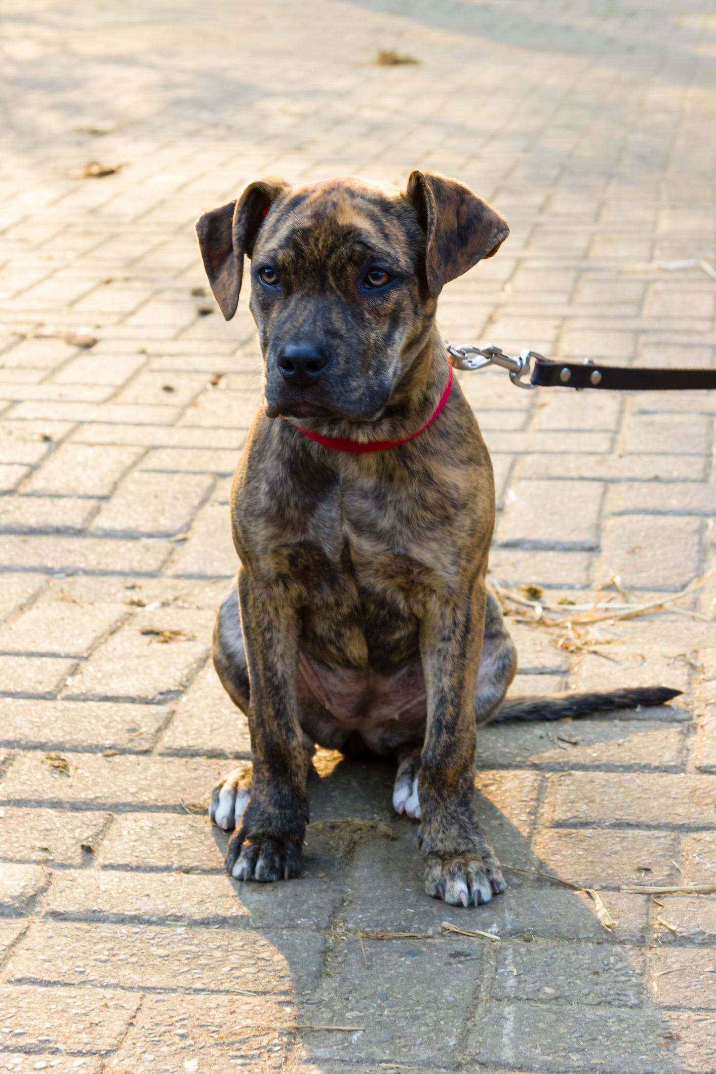 american bulldog is a mix of what breeds