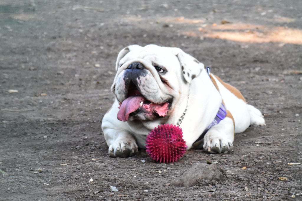 are old english bulldogs kid friendly