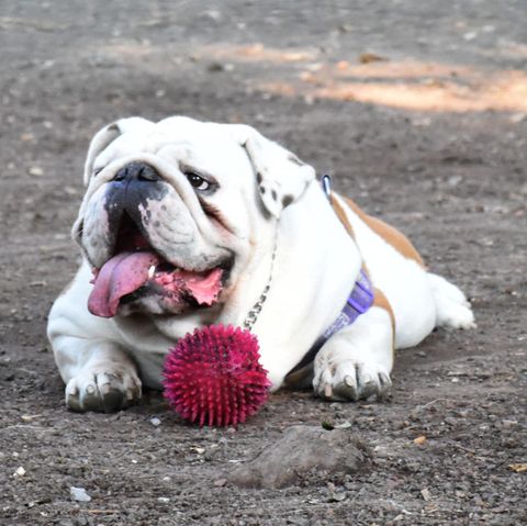 types of bulldogs english bulldog laying on the ground with a ball and tongue out