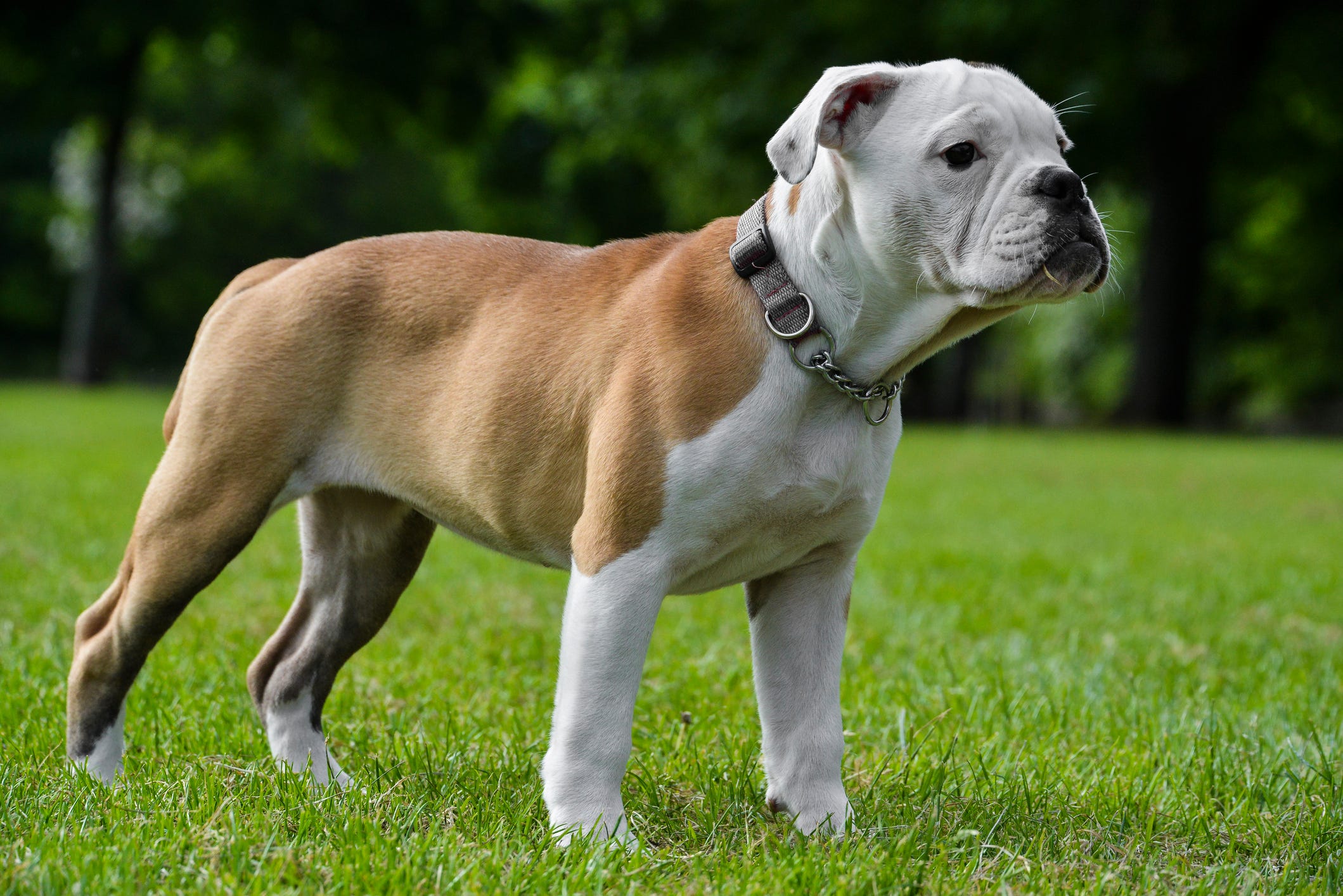 how many types of american bulldogs are there