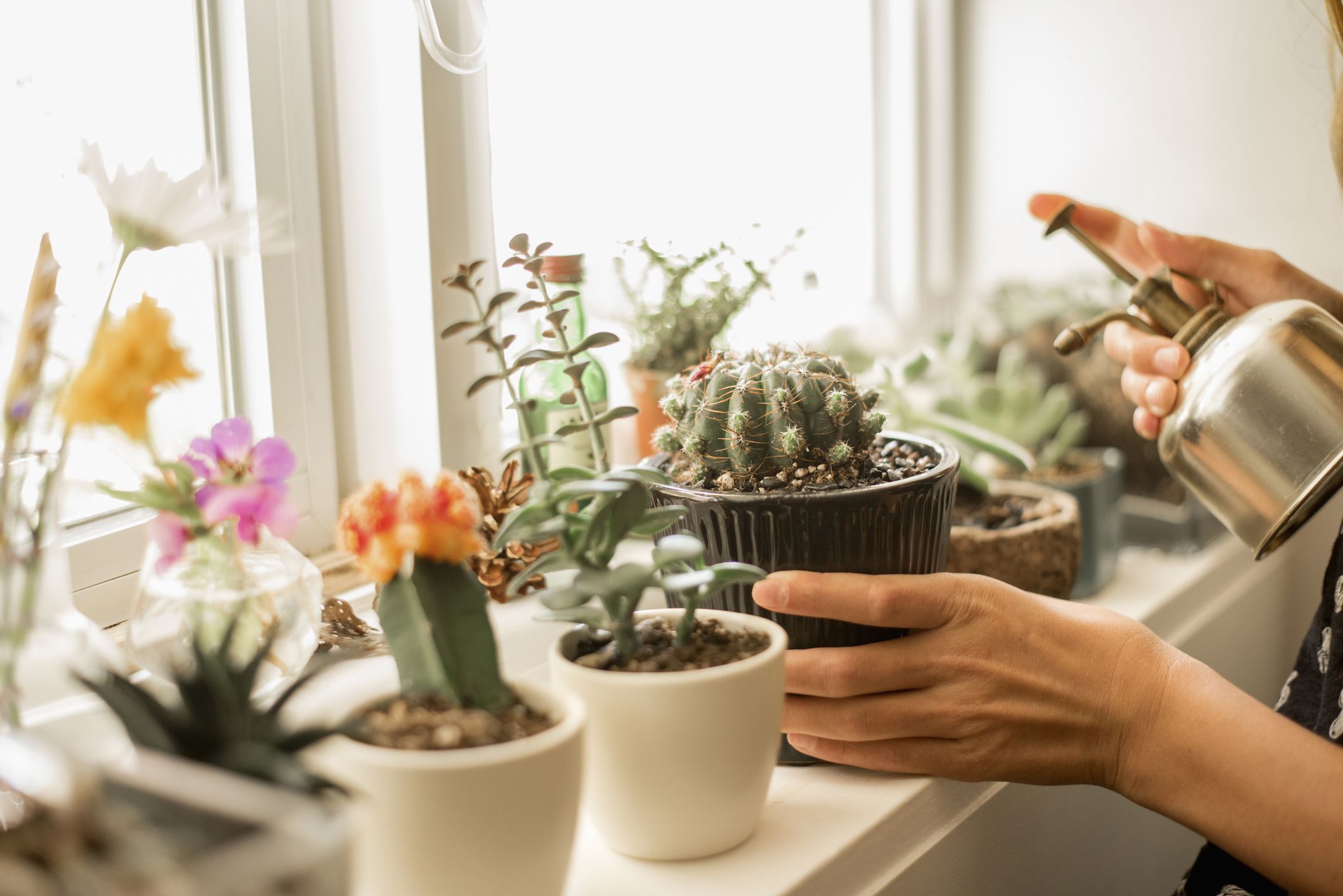 Saguaro Cactus Growth Rate Chart