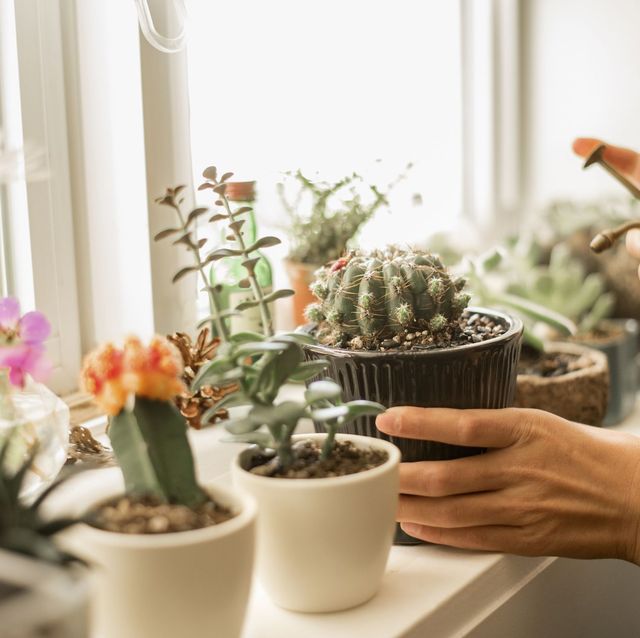 types of cactus including moon cactus, potted on a sunny windowsill with other succulents, rosemary, and cut flowers in vases