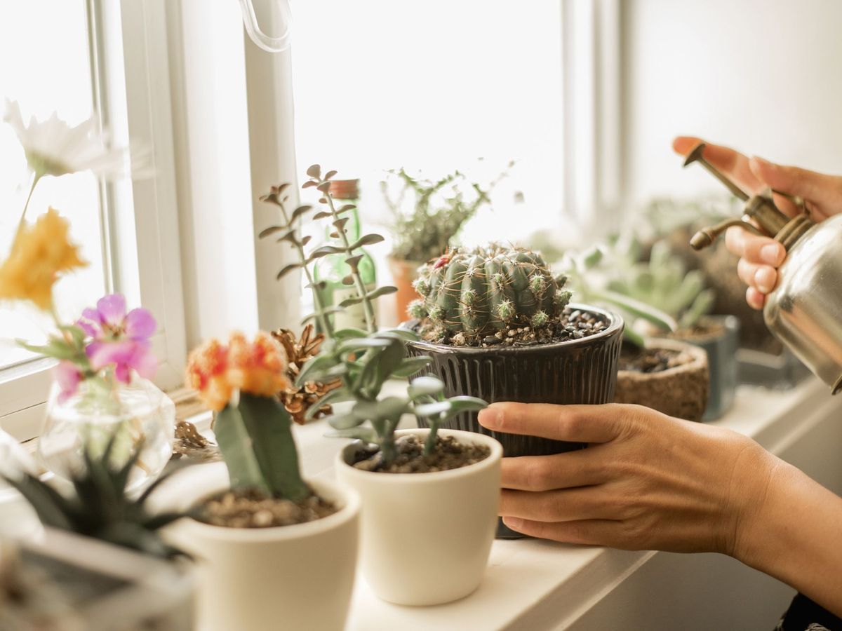 20 of the Best Types of Cactus   Different Types of Indoor Cactus ...