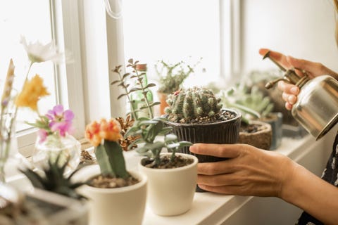 Best Plants For Bathroom Smells