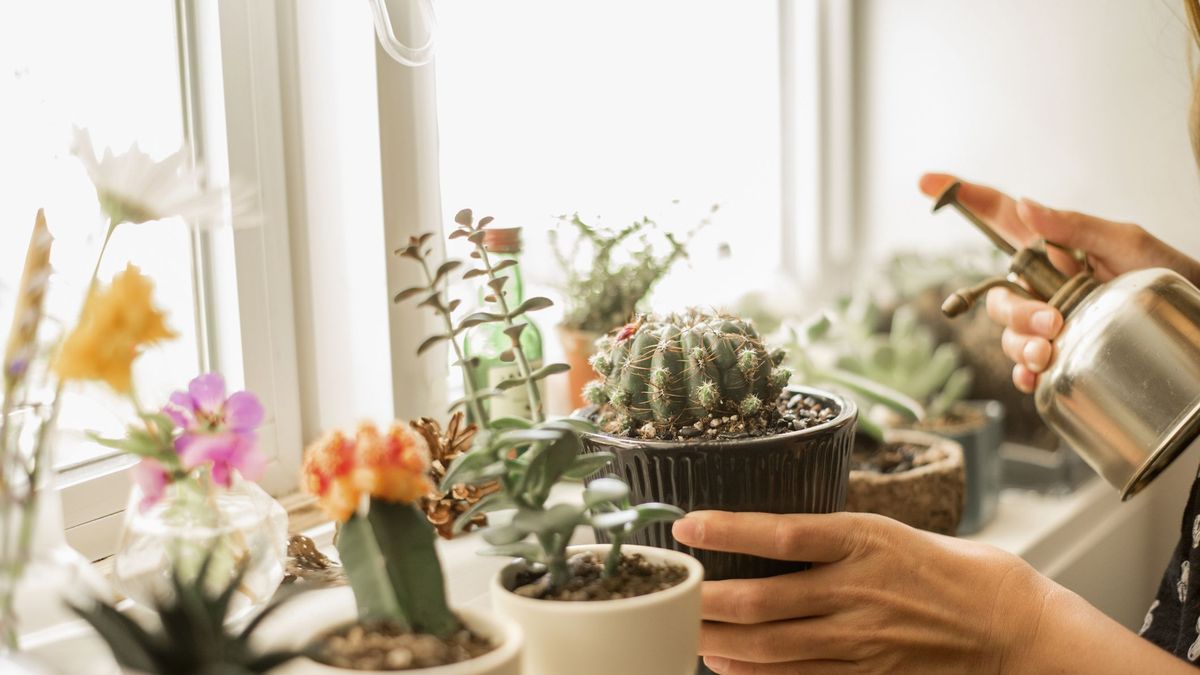 20 of the Best Types of Cactus   Country Living Magazine