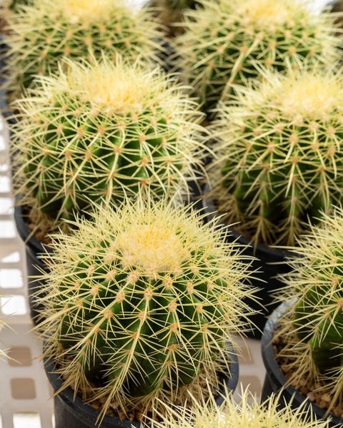 15 of the Best Types of Cactus - Different Types of Indoor Cactus Plants  and Flowers