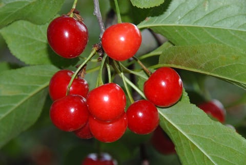 8 Common Types Of Cherries Popular Cherry Varieties To Know