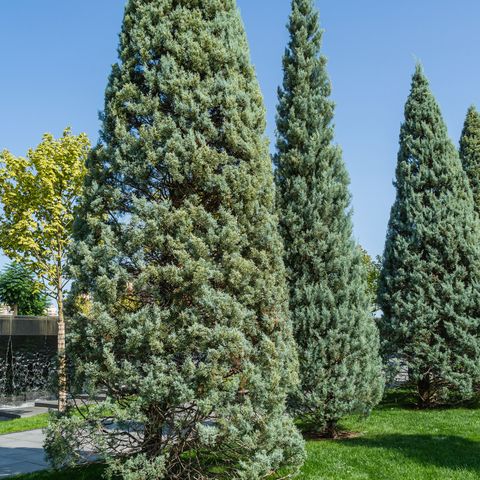 types of christmas trees,close up of trimmed arizona cypress