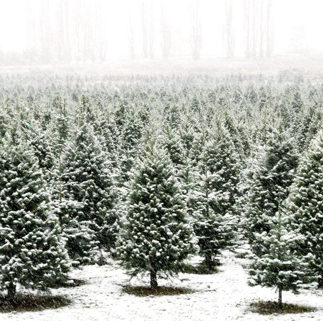15 Best Types of Christmas Trees — Top Christmas Tree Varieties