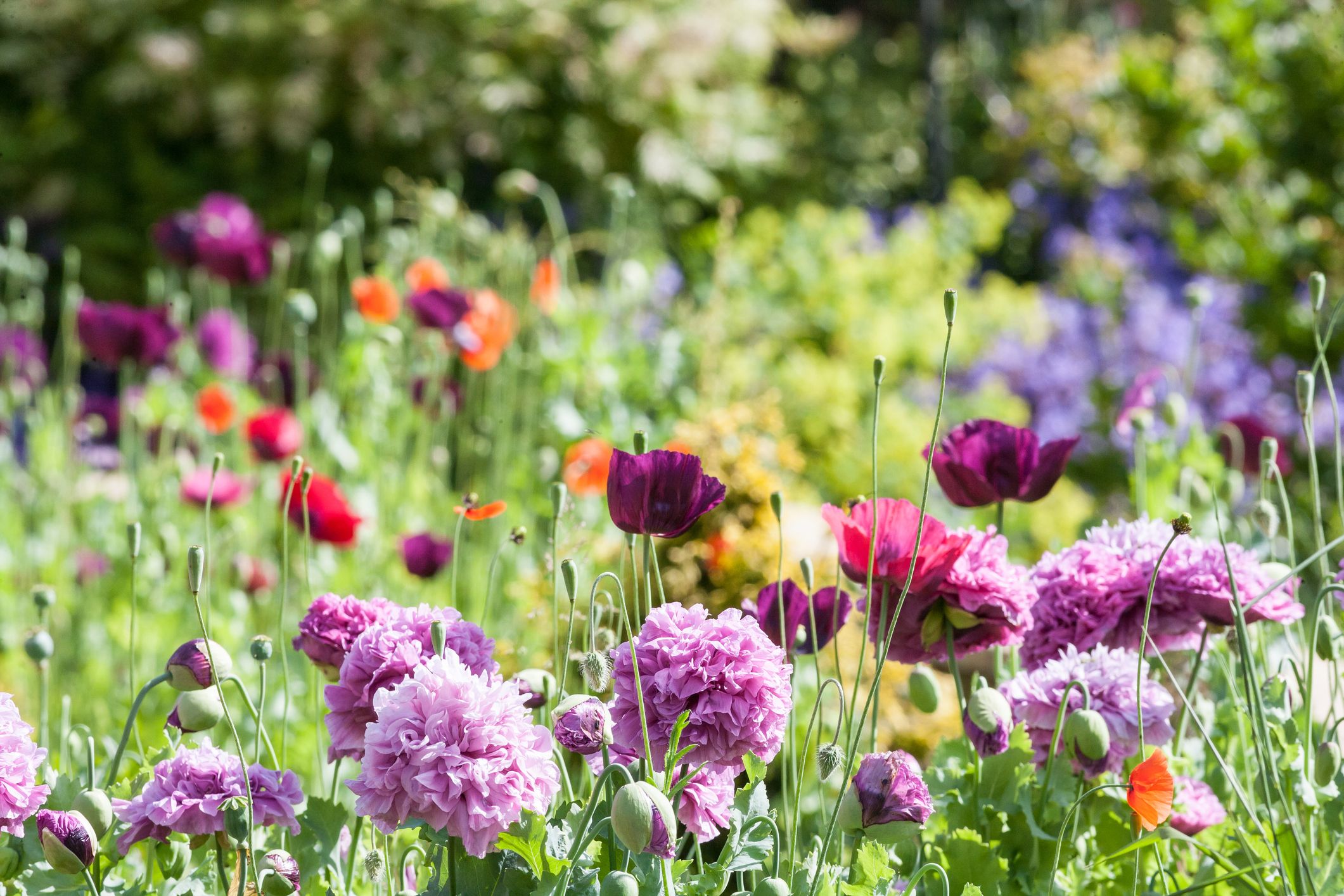 Backyard flower garden