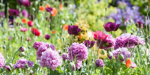 Image result for flowers garden